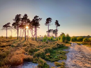 Golden hour on the common