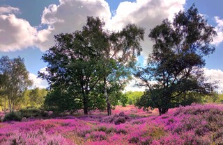 Beautiful heathers