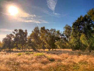 Sunny day on the common