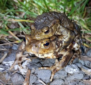 Toads in amplexus