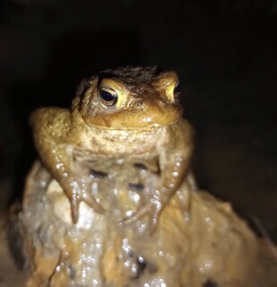 Toad on a stone
