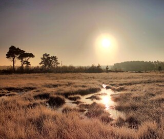 Morning light over the marsh