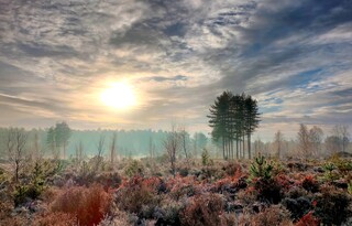 Frost on the heath #2
