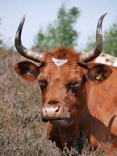 Handsome cattle