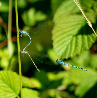 Common blue damselflies mating, with voyeur