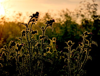 Silhouetted thistles