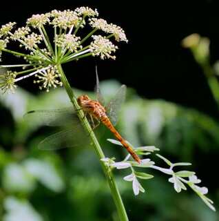 Common darter dragonfly
