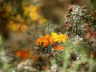 Oak leaf on gorse