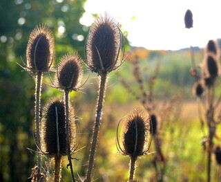 Teasels