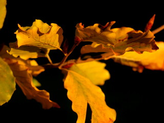 Oak leaves