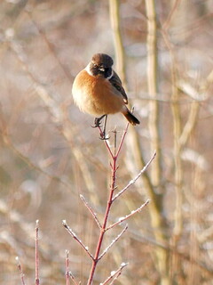 Stonechat