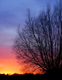 Sunset colours through a tree