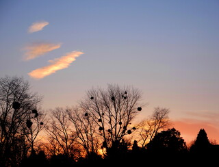 Rookery sunset