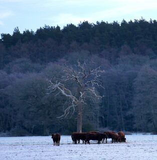Cattle by dead tree on wintry day