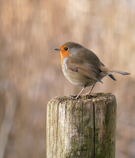 Robin on a post