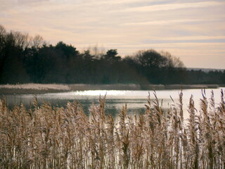 Reeds by the lake