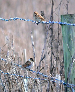 Reed buntings on barbed wire fence