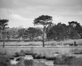 Lady walking dogs on boardwalk