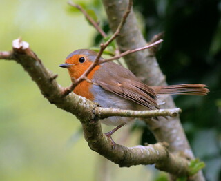 Robin