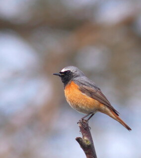 Redstart
