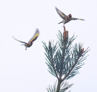 Goldfinches