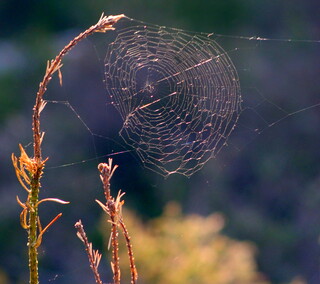 Spider's web