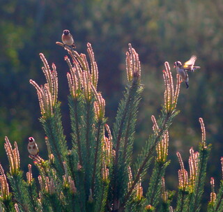 Goldfinches and stonechat