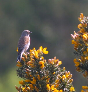Linnet on gorse