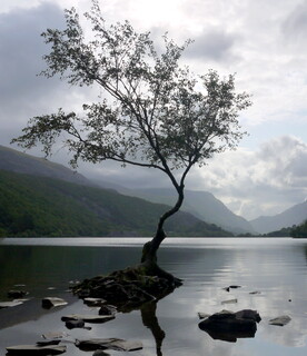 The lone tree, Llanberis