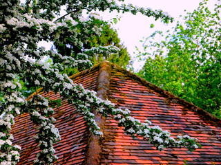 Roof tiles and blossom