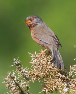 Dartford warbler