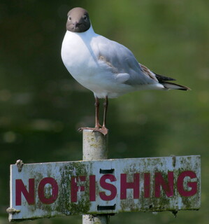 No fishing!