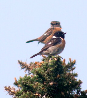 Stonechat pair