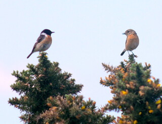 Stonechat pair