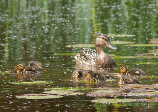 Female mallard and ducklings