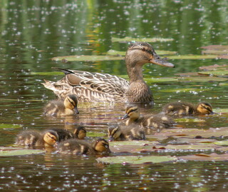 Female mallard and ducklings