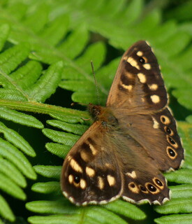 Speckled wood butterfly