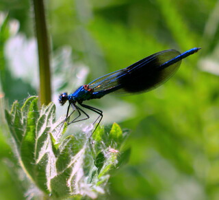 Banded demoiselle
