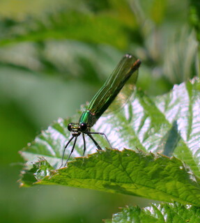 Banded demoiselle