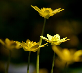 Celandines