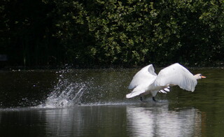 Mute swan taking off