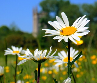 Tiny ladybird on ox-eye