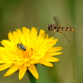 Hoverfly and beetle on flower