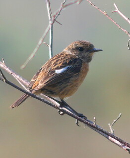 Stonechat