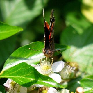 Red admiral butterfly