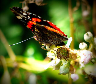 Red admiral butterfly