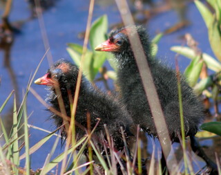Moorhen chicks