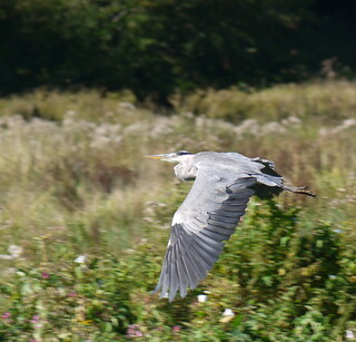 Heron in flight