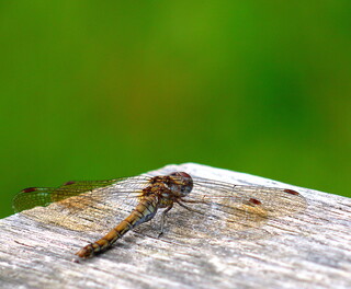 Common darter