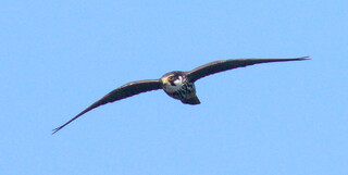 Soaring hobby